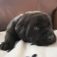 Nikki, a female Labrador Retriever for sale in Seneca Falls, NY – Photo 3 of 6