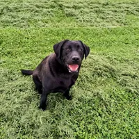 Nikki, a female Labrador Retriever for sale in Seneca Falls, NY – Photo 6 of 6