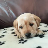 Scarlett, a female Labrador Retriever for sale in Seneca Falls, NY – Photo 6 of 9