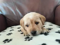 Scarlett, a female Labrador Retriever for sale in Seneca Falls, NY – Photo 2 of 4