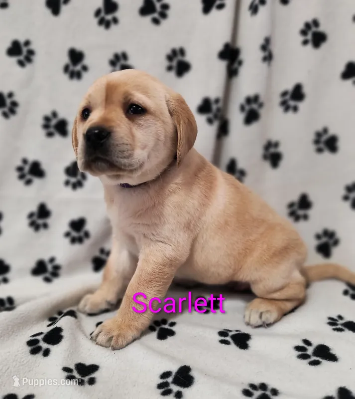 Scarlett – Labrador Retriever puppy for sale in Seneca Falls, NY