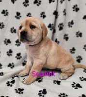 Scarlett, a female Labrador Retriever for sale in Seneca Falls, NY – Photo 1 of 9