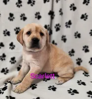 Scarlett, a female Labrador Retriever for sale in Seneca Falls, NY – Photo 2 of 9