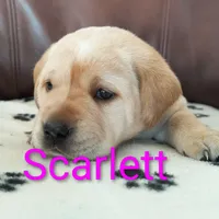 Scarlett, a female Labrador Retriever for sale in Seneca Falls, NY – Photo 4 of 9