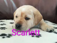 Scarlett, a female Labrador Retriever for sale in Seneca Falls, NY – Photo 1 of 4