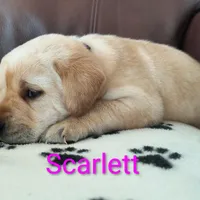Scarlett, a female Labrador Retriever for sale in Seneca Falls, NY – Photo 5 of 9