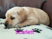 Scarlett, a female Labrador Retriever for sale in Seneca Falls, NY – Photo 4 of 4