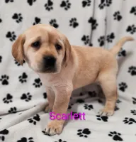 Scarlett, a female Labrador Retriever for sale in Seneca Falls, NY – Photo 3 of 9
