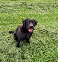Alex, a male Labrador Retriever for sale in Seneca Falls, NY – Photo 4 of 5