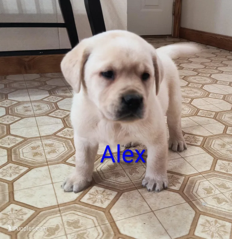 Alex, a male Labrador Retriever for sale in Seneca Falls, NY – Photo 1 of 5