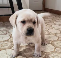 Alex, a male Labrador Retriever for sale in Seneca Falls, NY – Photo 3 of 5