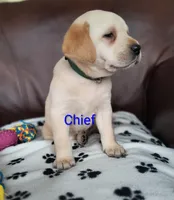 Cheif, a male Labrador Retriever for sale in Seneca Falls, NY – Photo 2 of 9