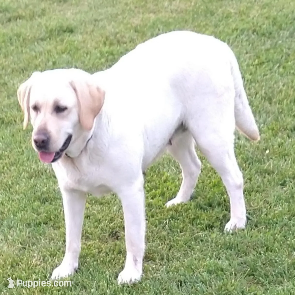 Cheif, a male Labrador Retriever for sale in Seneca Falls, NY – Photo 7 of 9