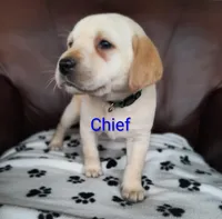 Cheif, a male Labrador Retriever for sale in Seneca Falls, NY – Photo 3 of 9