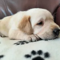 Cheif, a male Labrador Retriever for sale in Seneca Falls, NY – Photo 3 of 4