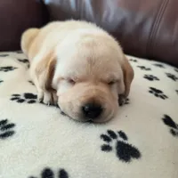 Cheif, a male Labrador Retriever for sale in Seneca Falls, NY – Photo 4 of 4