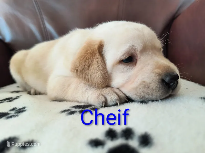 Cheif