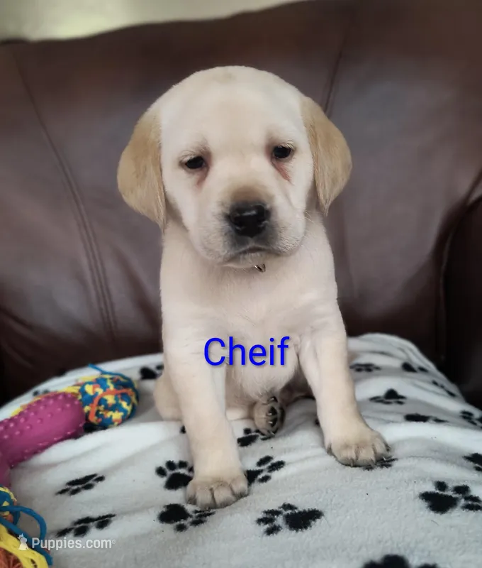 Cheif – Labrador Retriever puppy for sale in Seneca Falls, NY