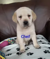 Cheif, a male Labrador Retriever for sale in Seneca Falls, NY – Photo 1 of 9