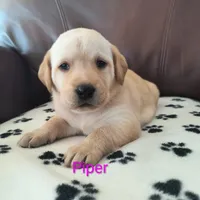 Piper, a female Labrador Retriever for sale in Seneca Falls, NY – Photo 2 of 4