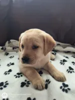 Piper, a female Labrador Retriever for sale in Seneca Falls, NY – Photo 3 of 9