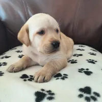 Piper, a female Labrador Retriever for sale in Seneca Falls, NY – Photo 3 of 4