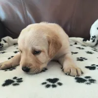 Piper, a female Labrador Retriever for sale in Seneca Falls, NY – Photo 4 of 4