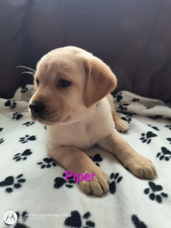 Piper – Labrador Retriever puppy for sale in Seneca Falls, NY