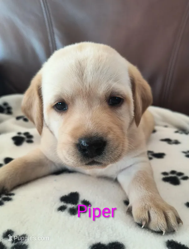 Piper