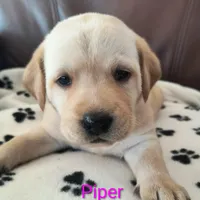 Piper, a female Labrador Retriever for sale in Seneca Falls, NY – Photo 1 of 4