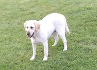 Piper, a female Labrador Retriever for sale in Seneca Falls, NY – Photo 7 of 9
