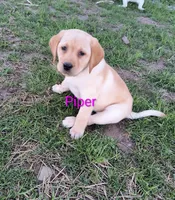 Piper, a female Labrador Retriever for sale in Seneca Falls, NY – Photo 1 of 9