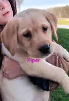 Piper, a female Labrador Retriever for sale in Seneca Falls, NY – Photo 2 of 9