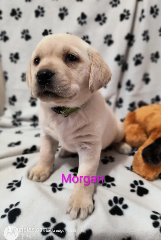 Morgan – Labrador Retriever puppy for sale in Seneca Falls, NY