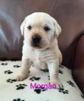 Morgan, a female Labrador Retriever for sale in Seneca Falls, NY – Photo 1 of 2