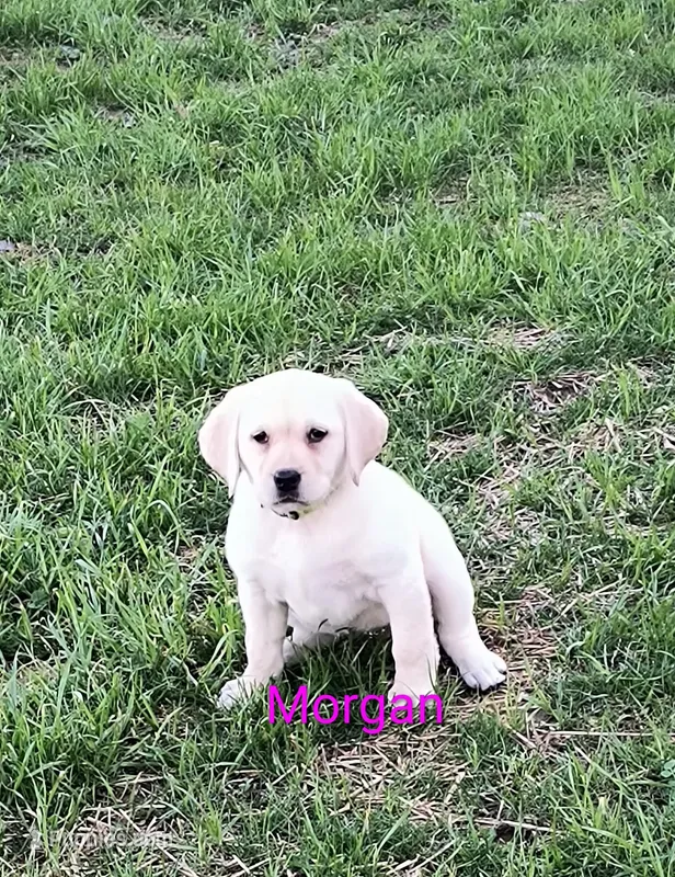 Morgan – Labrador Retriever puppy for sale in Seneca Falls, NY