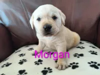 Morgan, a female Labrador Retriever for sale in Seneca Falls, NY – Photo 2 of 2