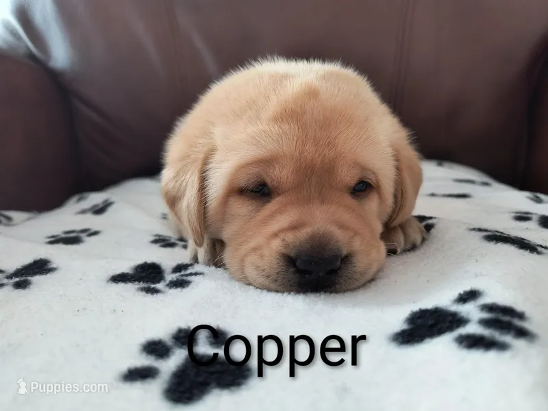 Copper – Labrador Retriever puppy for sale in Seneca Falls, NY