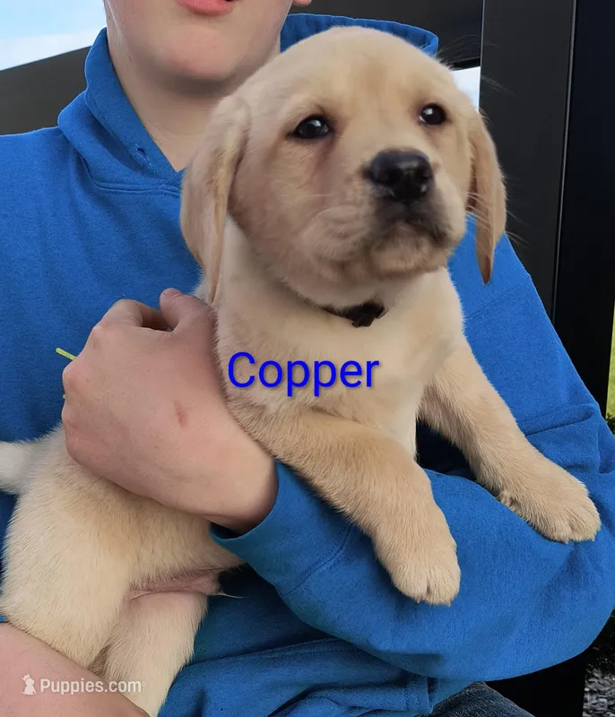 Copper – Labrador Retriever puppy for sale in Seneca Falls, NY
