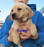 Copper, a male Labrador Retriever for sale in Seneca Falls, NY – Photo 2 of 9