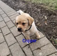 Copper, a male Labrador Retriever for sale in Seneca Falls, NY – Photo 7 of 9