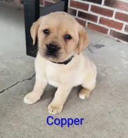 Copper, a male Labrador Retriever for sale in Seneca Falls, NY – Photo 6 of 9