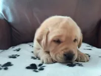 Copper, a male Labrador Retriever for sale in Seneca Falls, NY – Photo 2 of 4