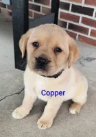 Copper, a male Labrador Retriever for sale in Seneca Falls, NY – Photo 3 of 9