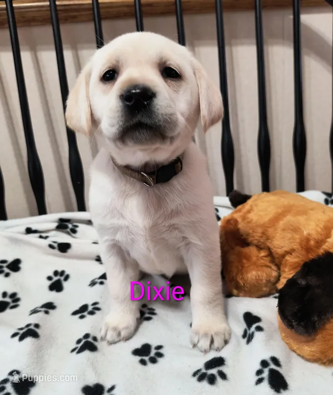 Dixie – Labrador Retriever puppy for sale in Seneca Falls, NY