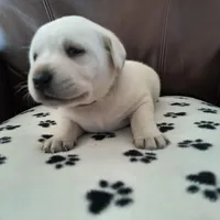 Dixie, a male Labrador Retriever for sale in Seneca Falls, NY – Photo 3 of 5