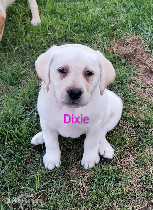 Dixie – Labrador Retriever puppy for sale in Seneca Falls, NY