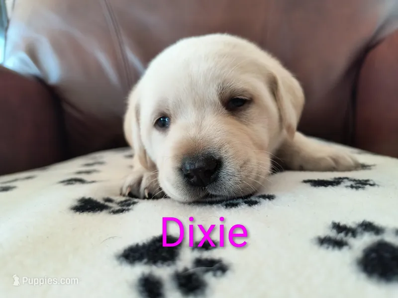 Dixie