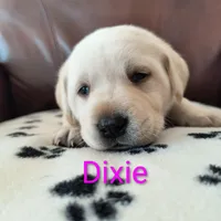 Dixie, a male Labrador Retriever for sale in Seneca Falls, NY – Photo 1 of 5