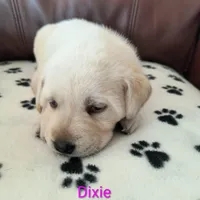 Dixie, a male Labrador Retriever for sale in Seneca Falls, NY – Photo 2 of 5